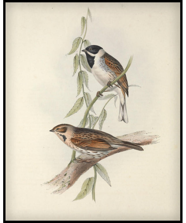Emberiza Schoeniculus Poster