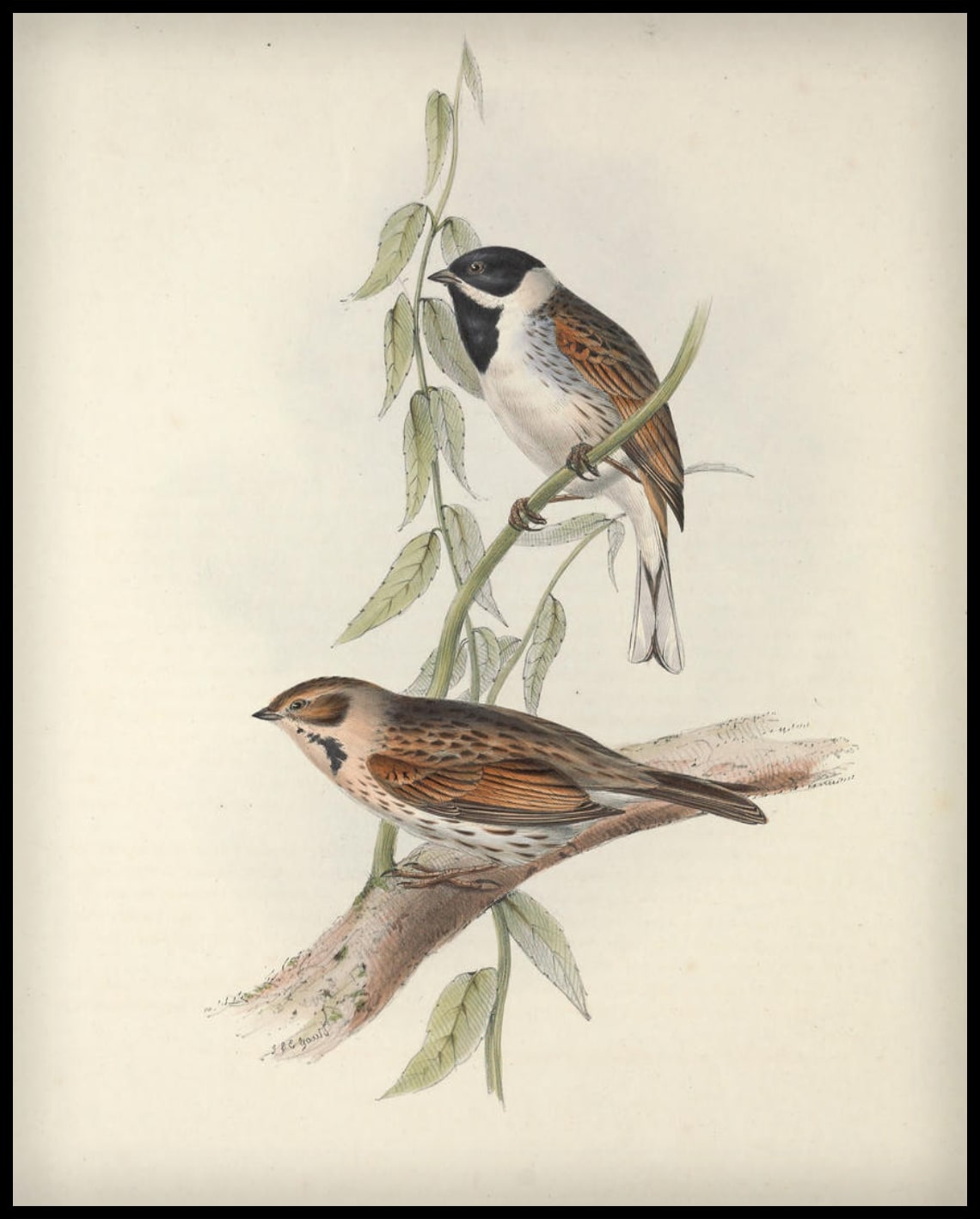 Emberiza Schoeniculus Affiche