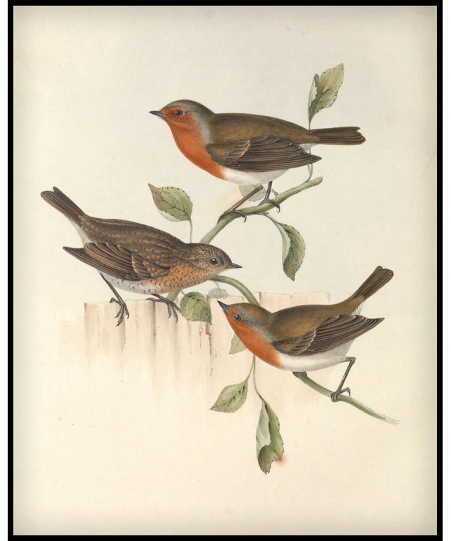 Erythaca Rubecula Poster