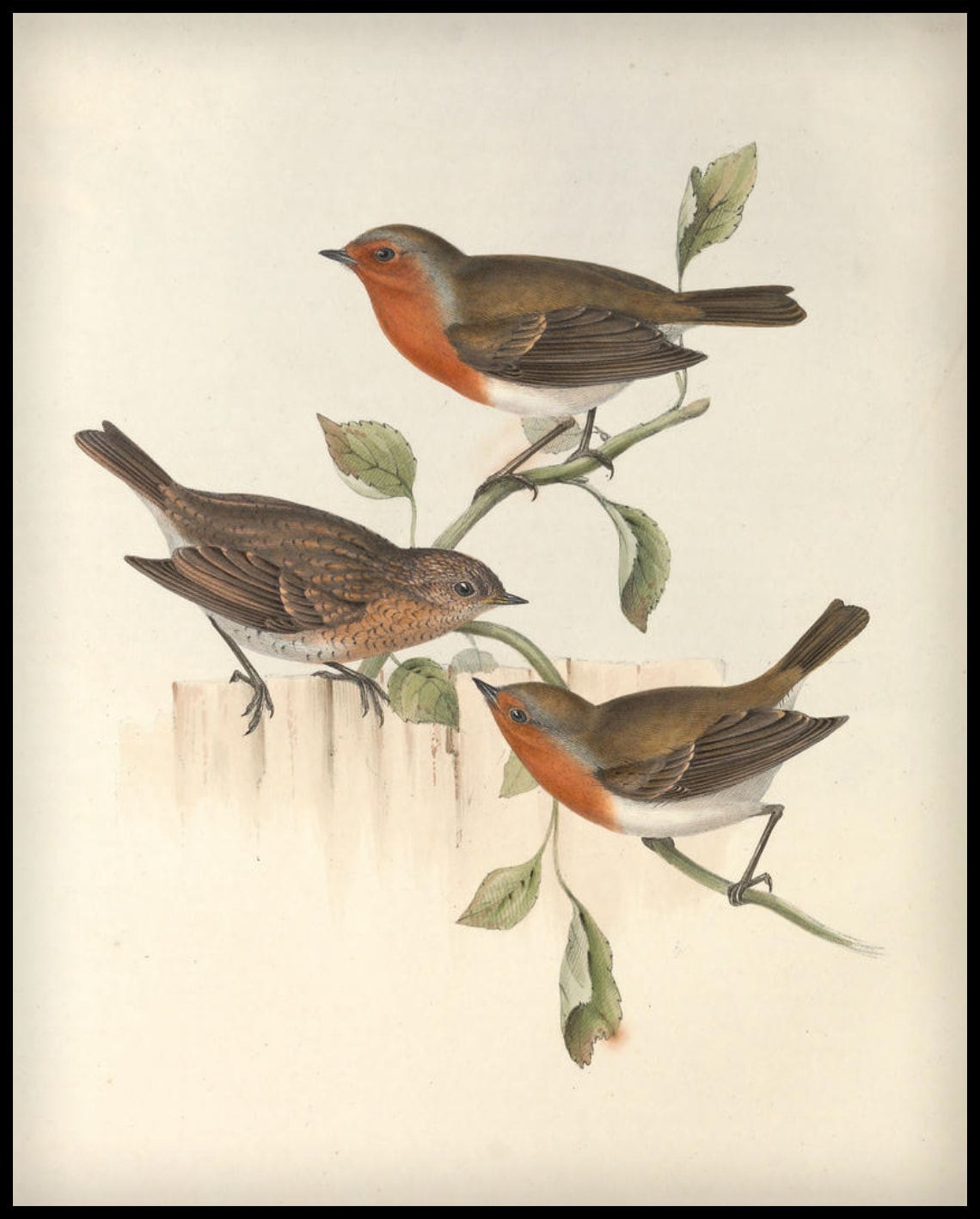 Poster Erythaca Rubecula