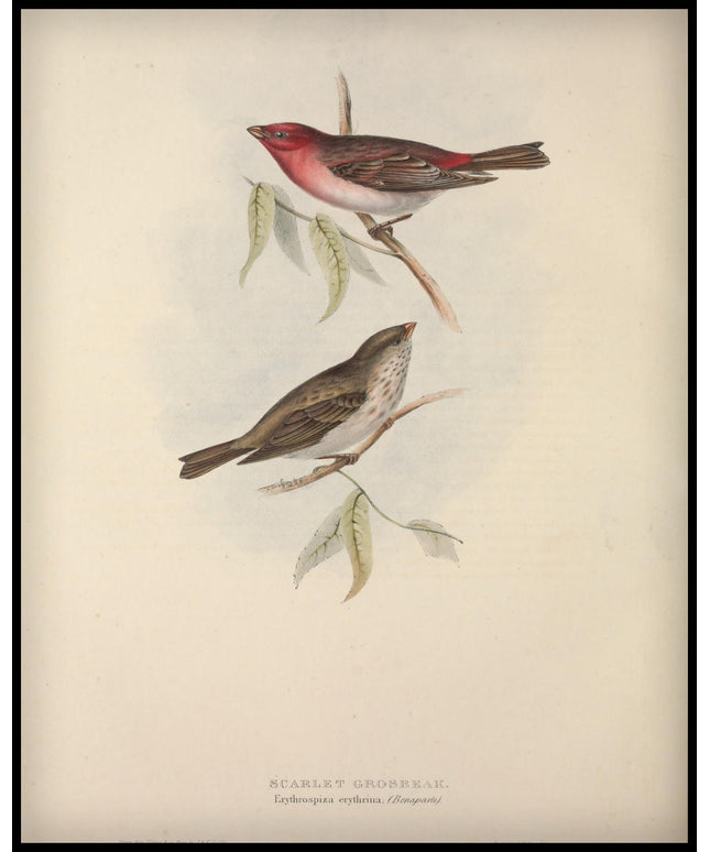 Erythrospiza Erythrina Poster