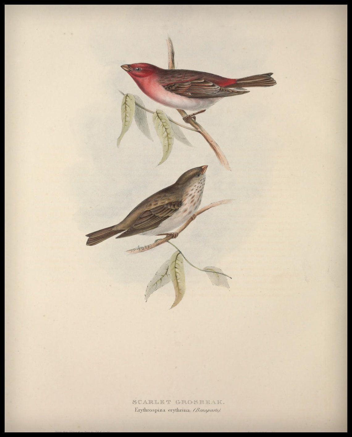 Poster Erythrospiza Erythrina