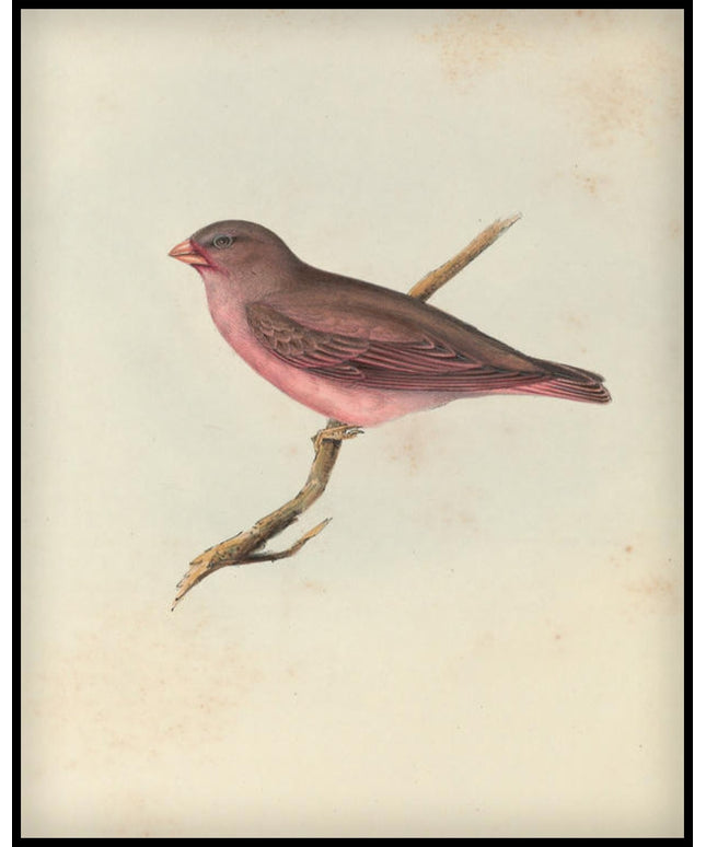 Erythrospiza Githaginea Poster