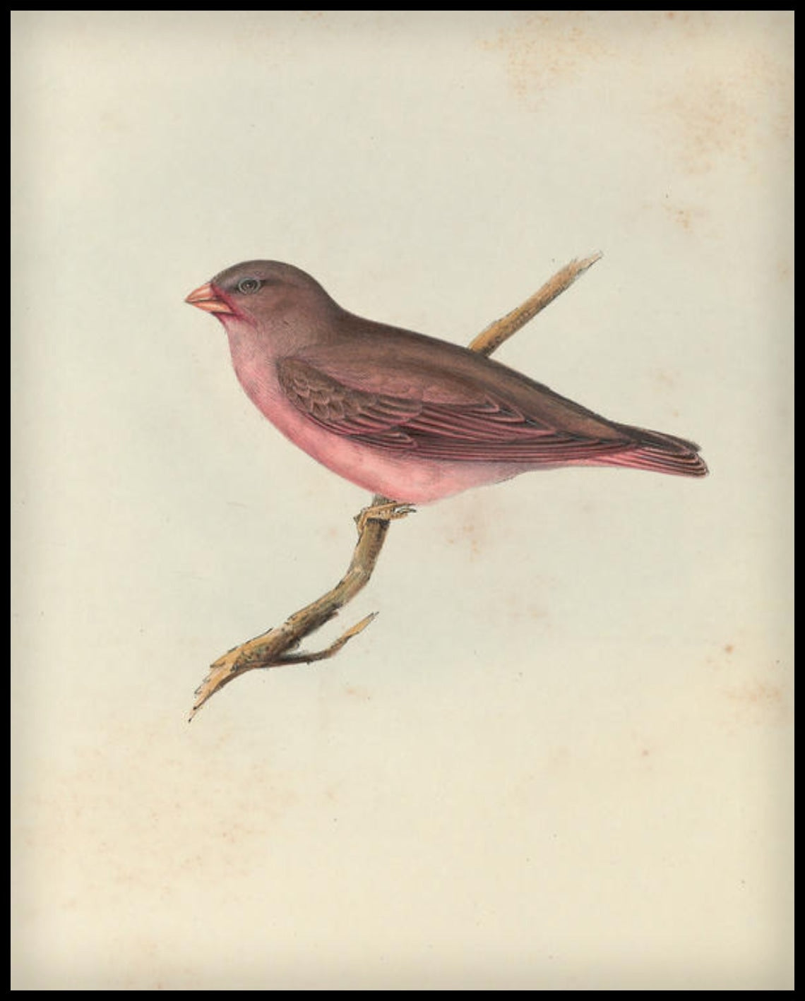 Poster Erythrospiza Githaginea