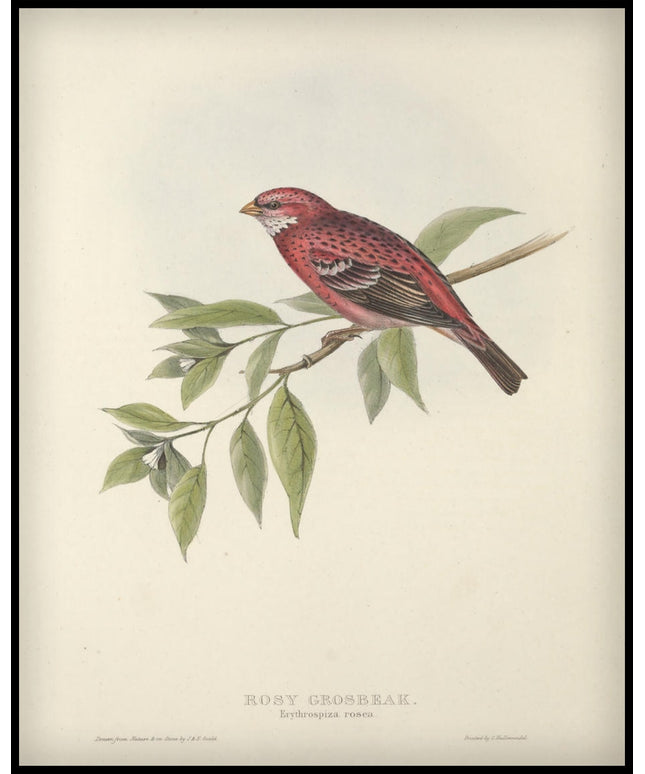 Erythrospiza Rosea Poster