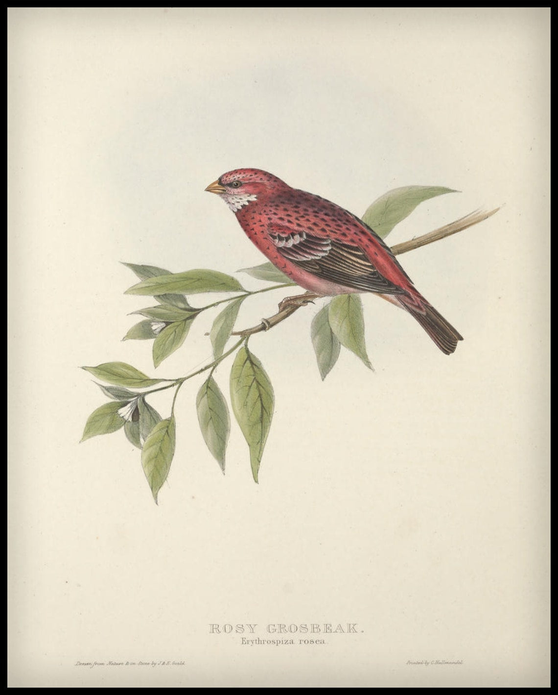 Poster Erythrospiza Rosea