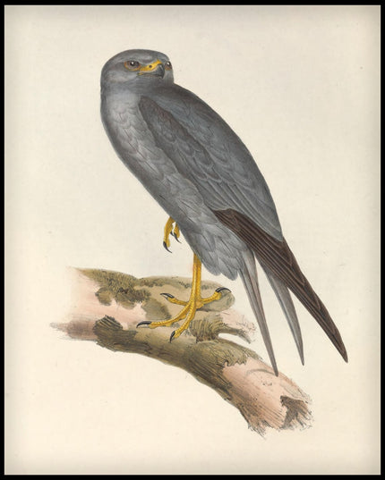 Falco Concolor Poster