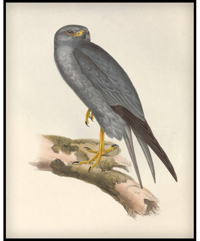 Falco Concolor Poster