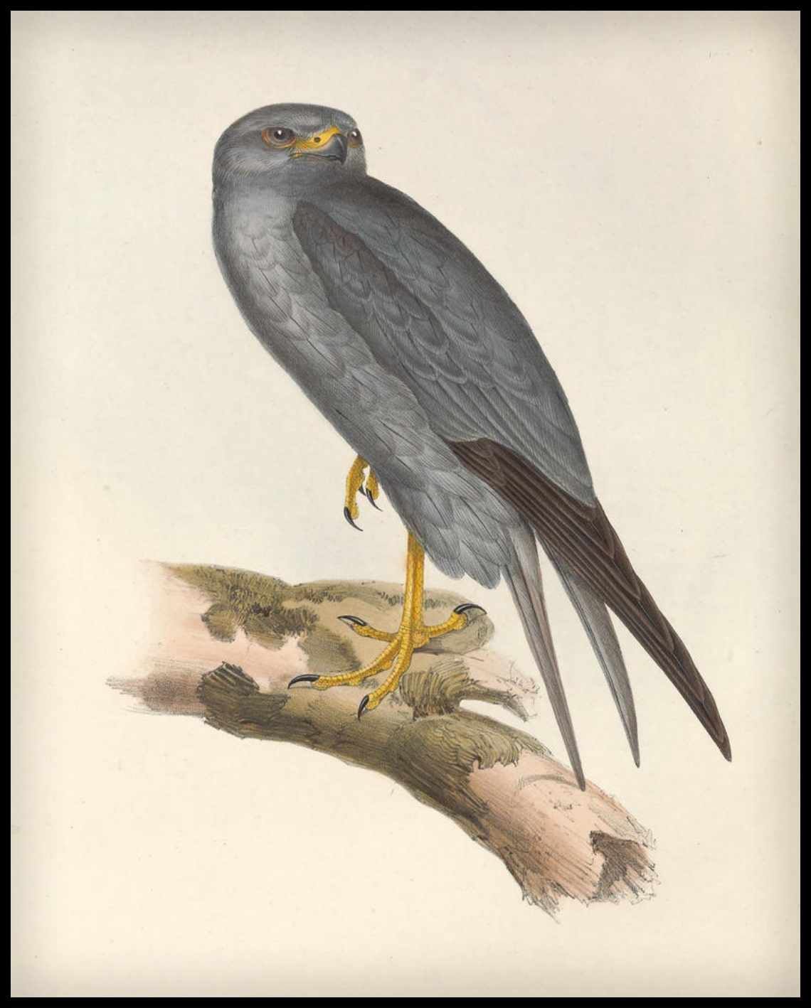 Falco Concolor Poster