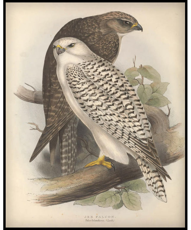 Falco Islandicus Poster