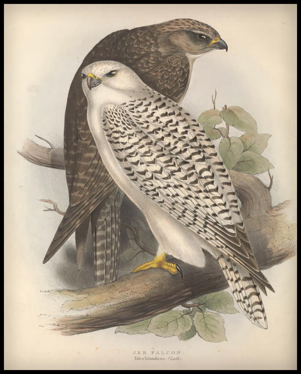 Affiche Falco Islandicus
