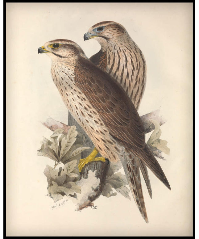 Falco Lanarius Poster