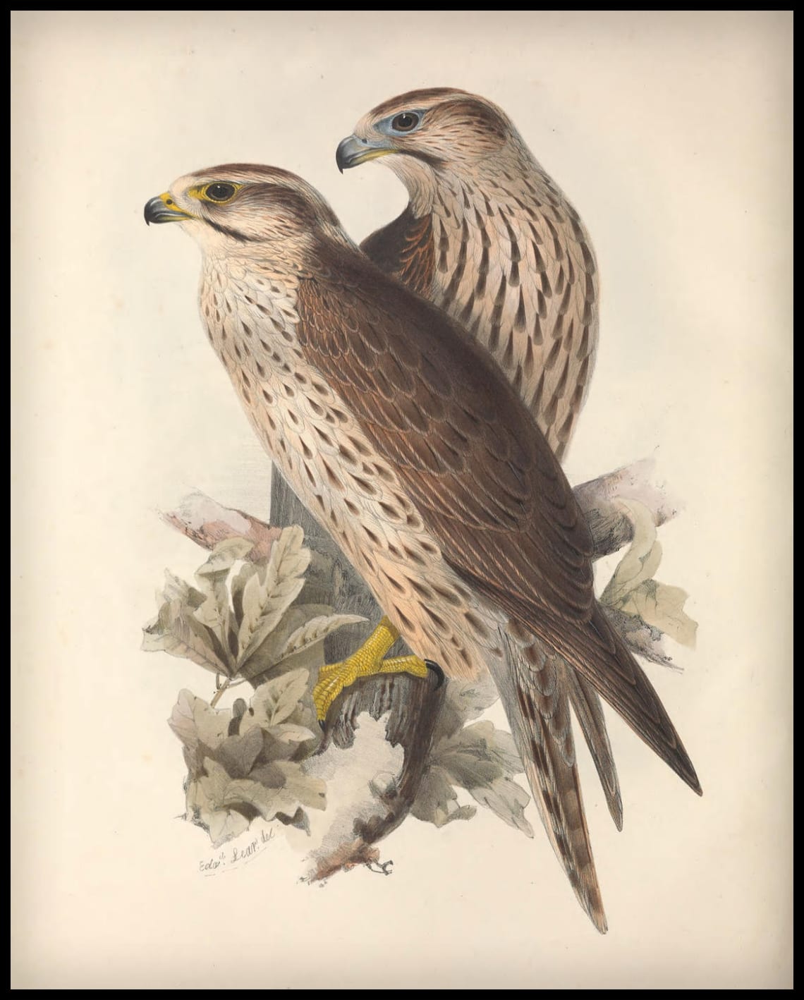 Affiche Falco Lanarius