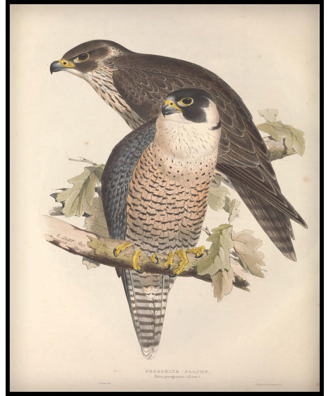 Falco Perengrinus Poster