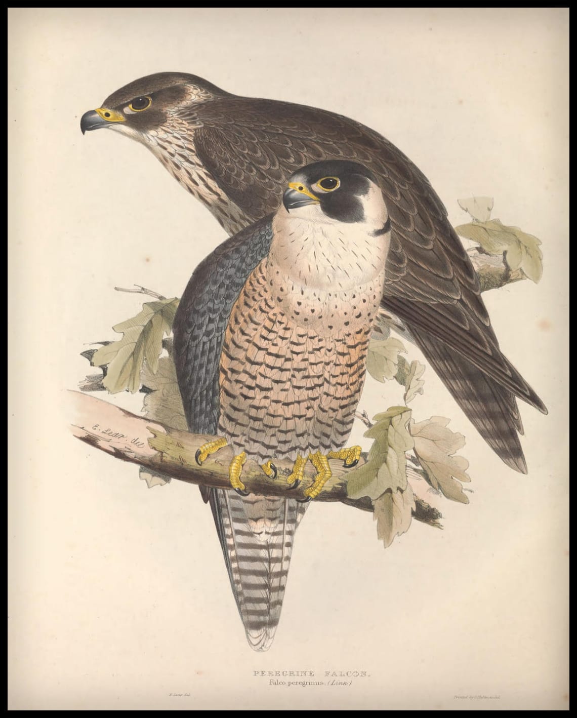 Affiche Falco Perengrinus