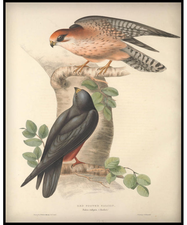 Falco Rufipes Poster