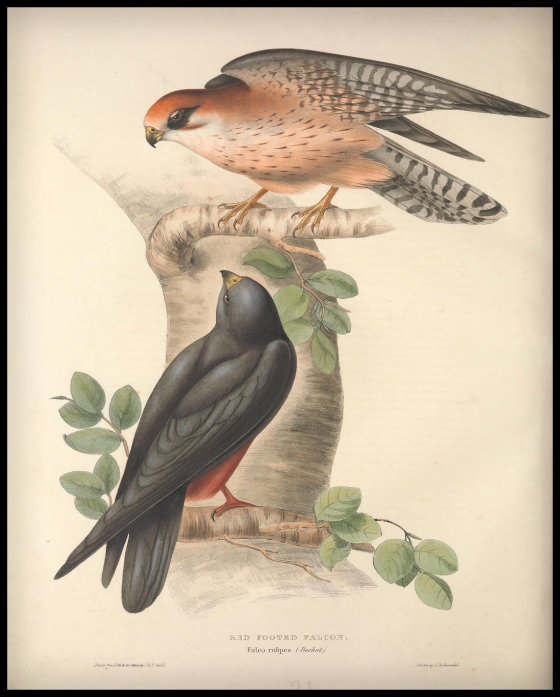Affiche de Falco Rufipes
