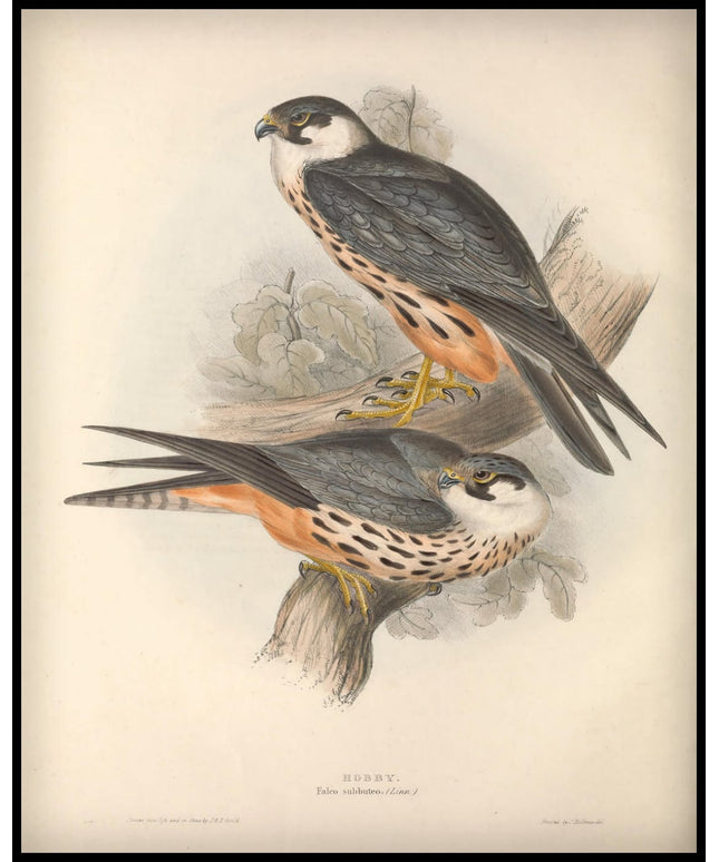 Falco Subbuteo Poster