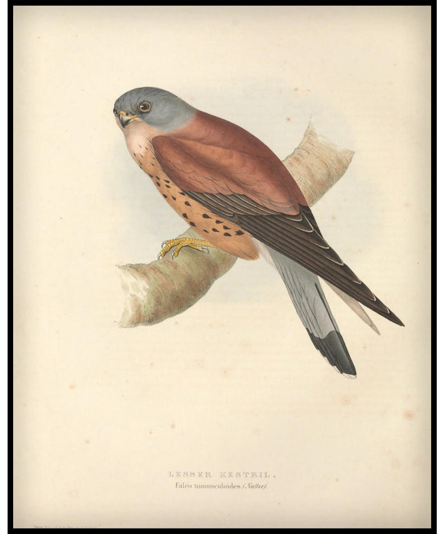 Falco Tinnunculoides Poster