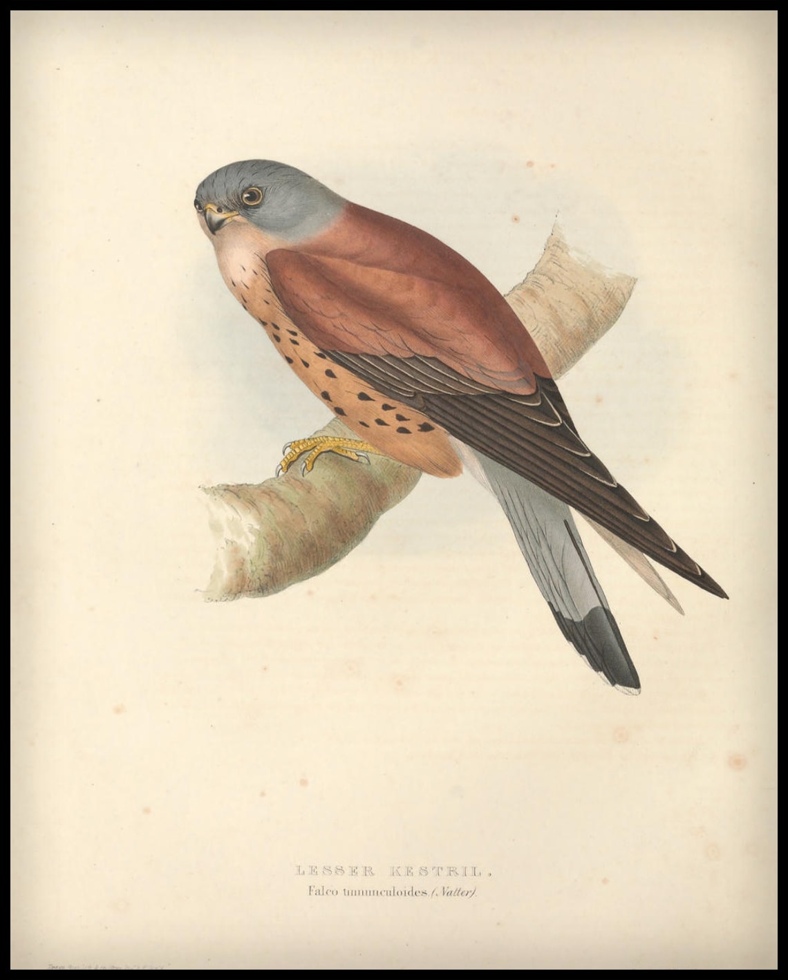 Affiche Falco Tinnunculoides
