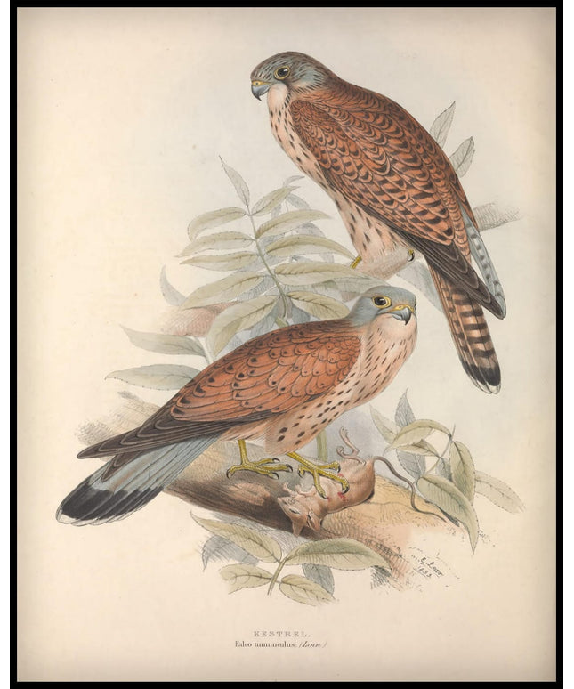 Falco Tinnunculus Poster