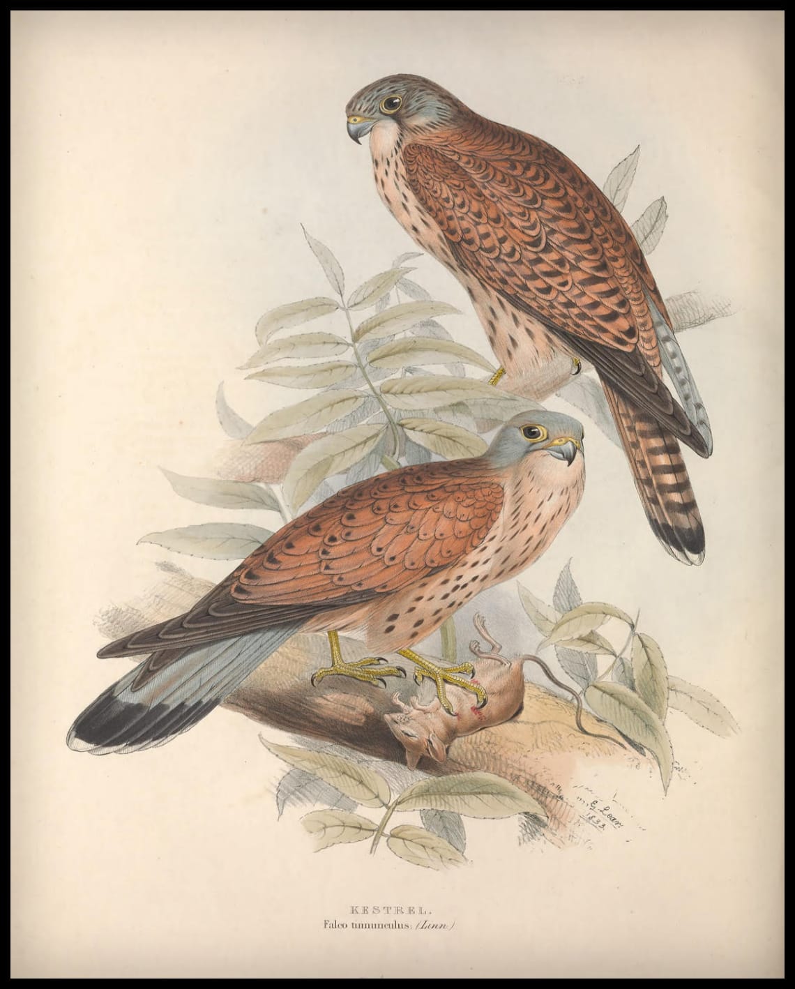 Affiche Falco Tinnunculus