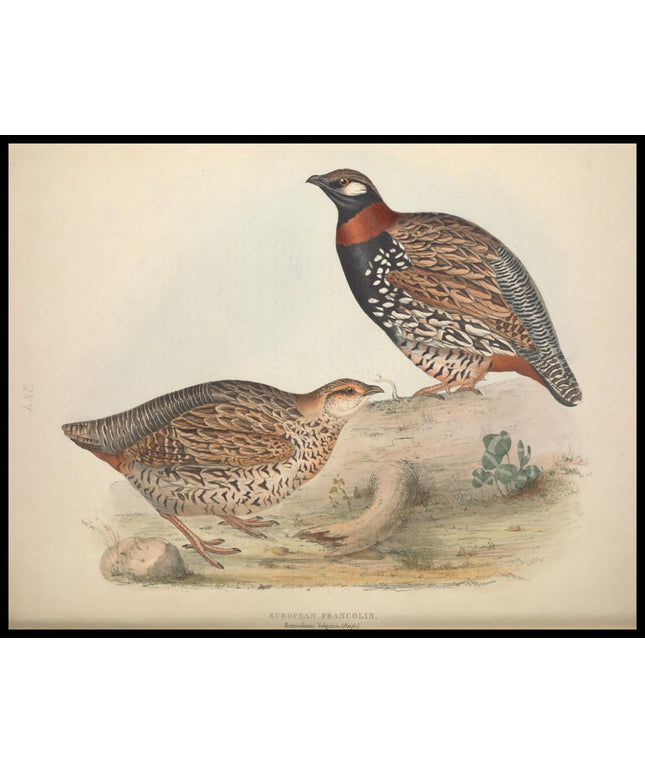 Francolinus Vulgaris Poster