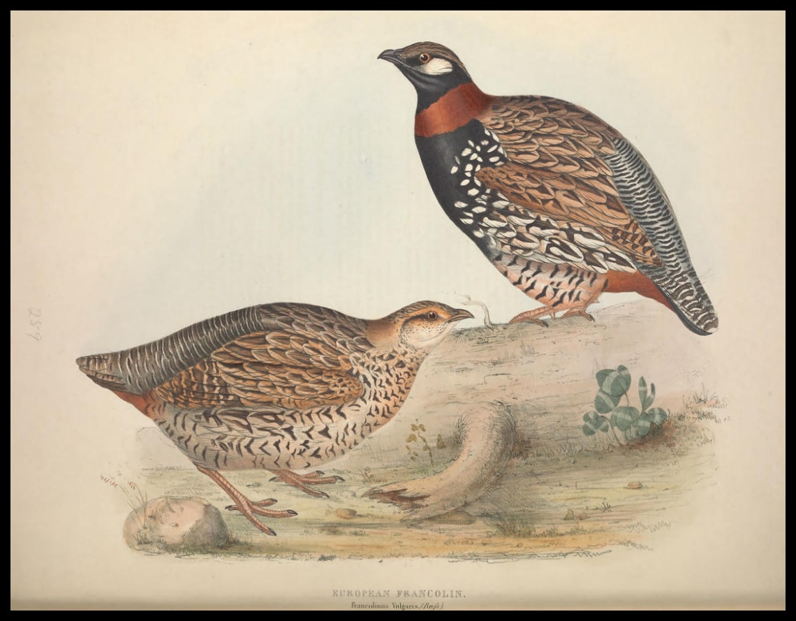 Poster Francolinus Vulgaris