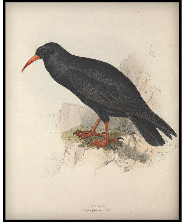 Fregilis Graculus Poster