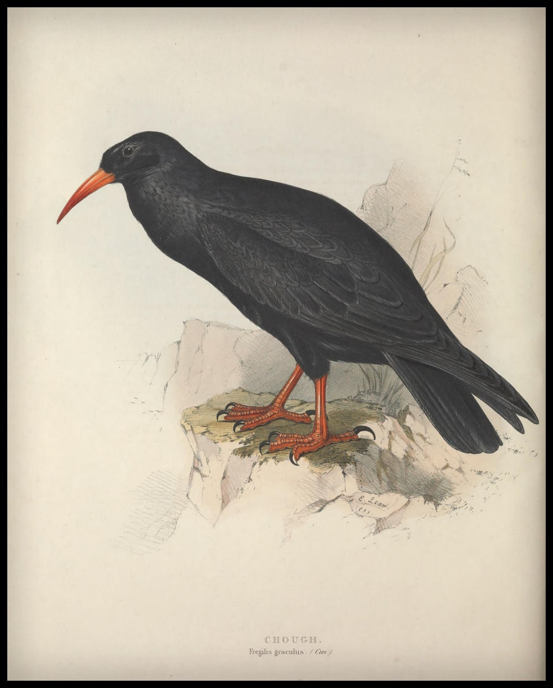 Affiche Fregilis Graculus