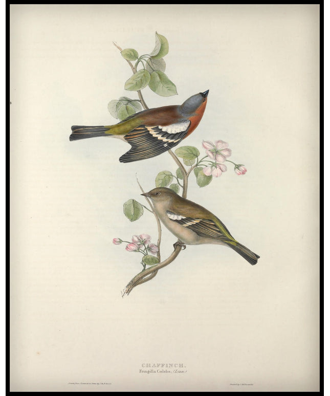 Fringilla Coelebs Poster