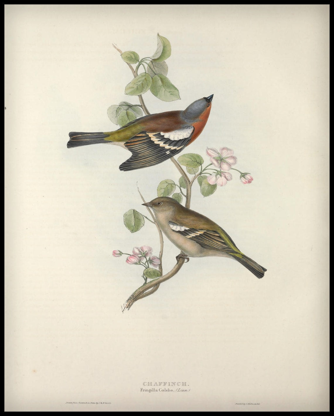 Affiche Fringilla Coelebs