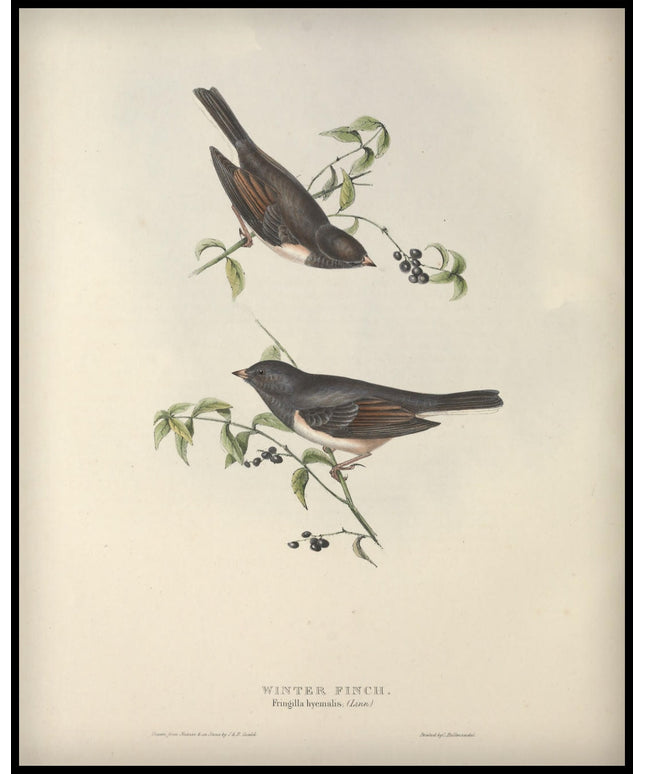 Fringilla Hyemalis Poster
