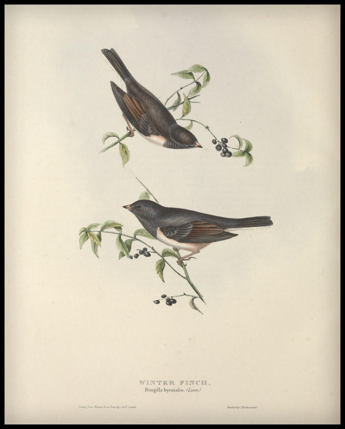 Affiche Fringilla Hyemalis