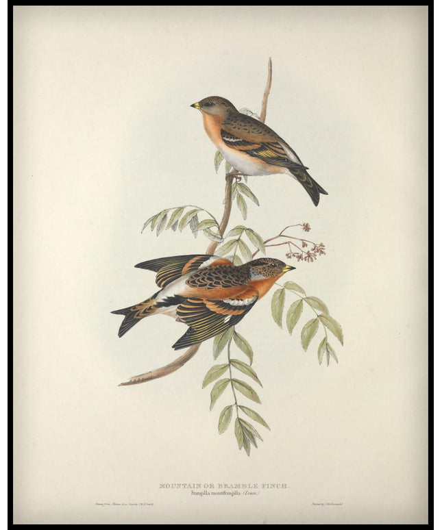 Fringilla Montifringilla Poster