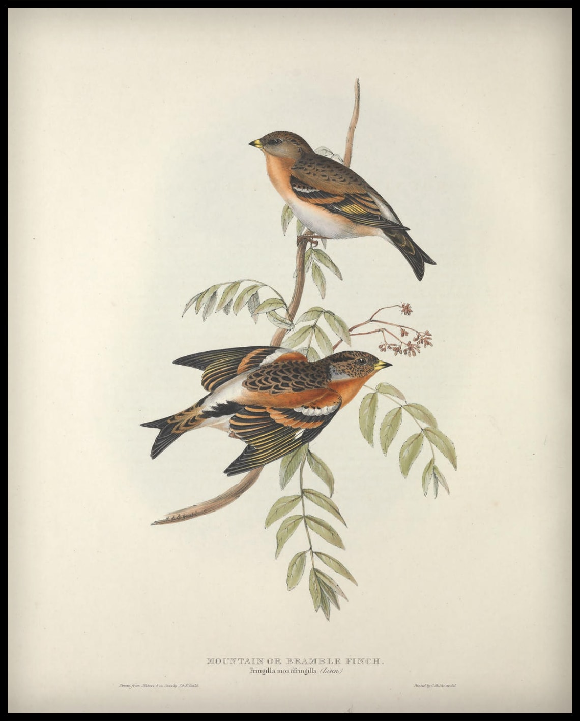 Affiche Fringilla Montifringilla