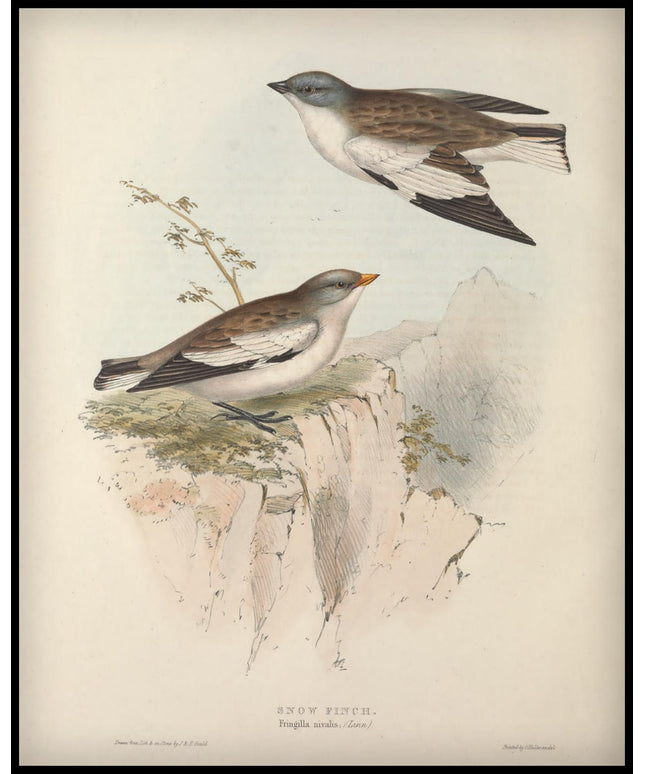 Fringilla Nivalis Poster