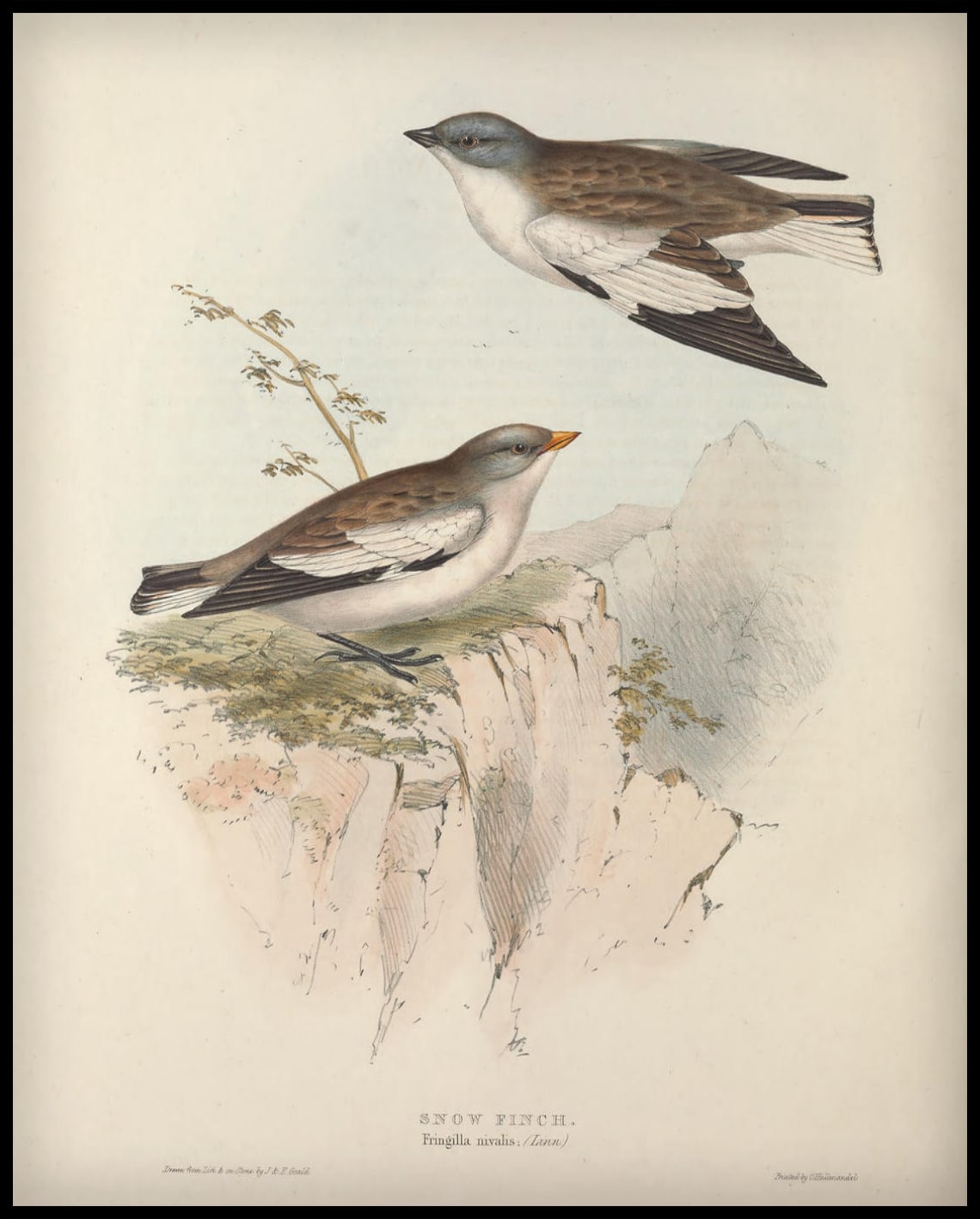 Affiche Fringilla Nivalis