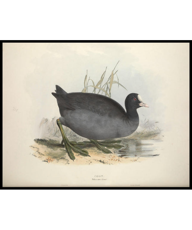 Fulica Ater Poster