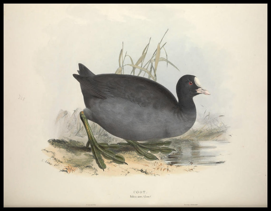 Poster Fulica Ater