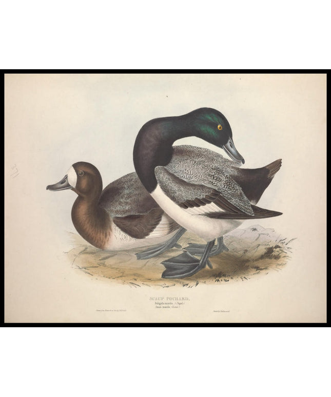 Fuligula Marila Poster