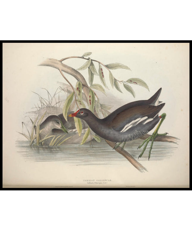 Gallinula Chloropus Poster