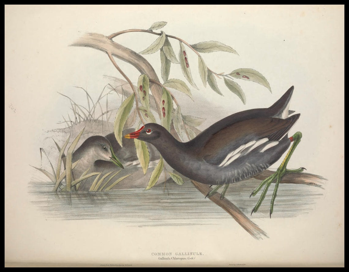Gallinula Chloropus Poster