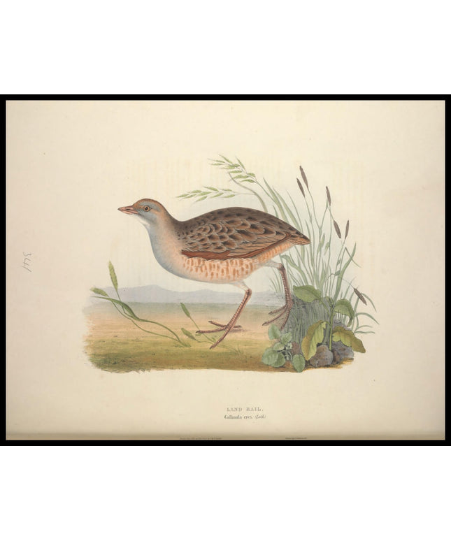 Gallinula Crex Poster
