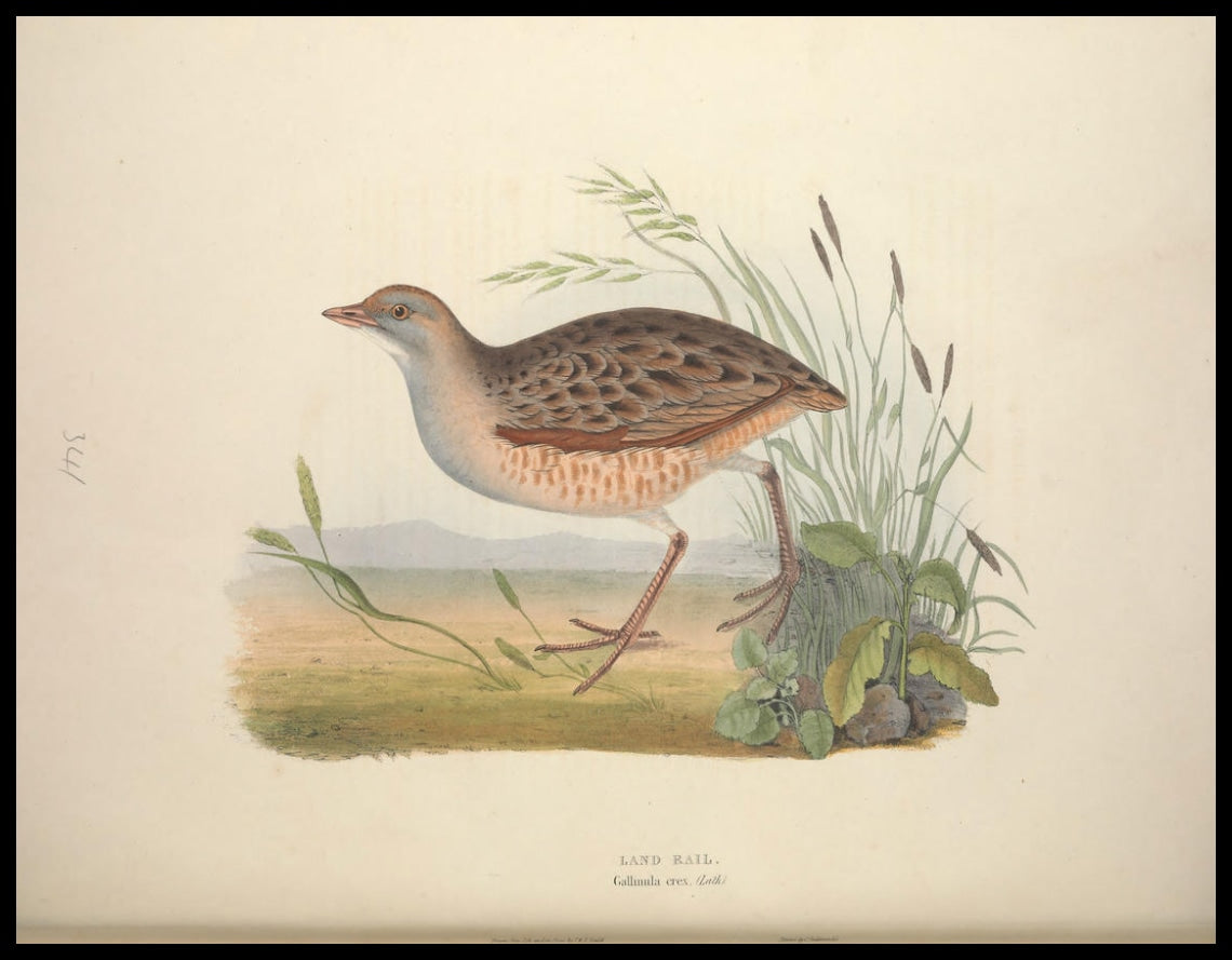Gallinula Crex Poster
