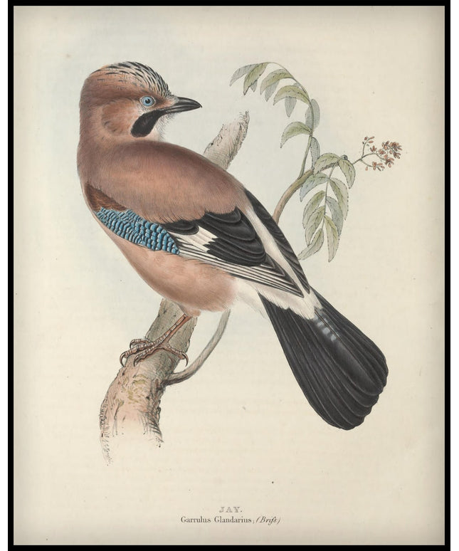 Garrulus Glandarius Poster