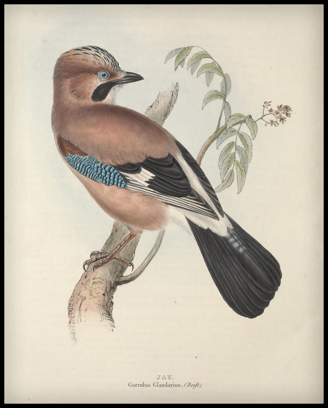 Poster Garrulus Glandarius