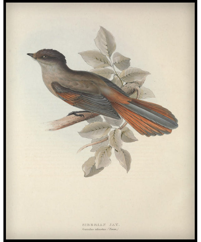 Garrulus Infaustus Poster
