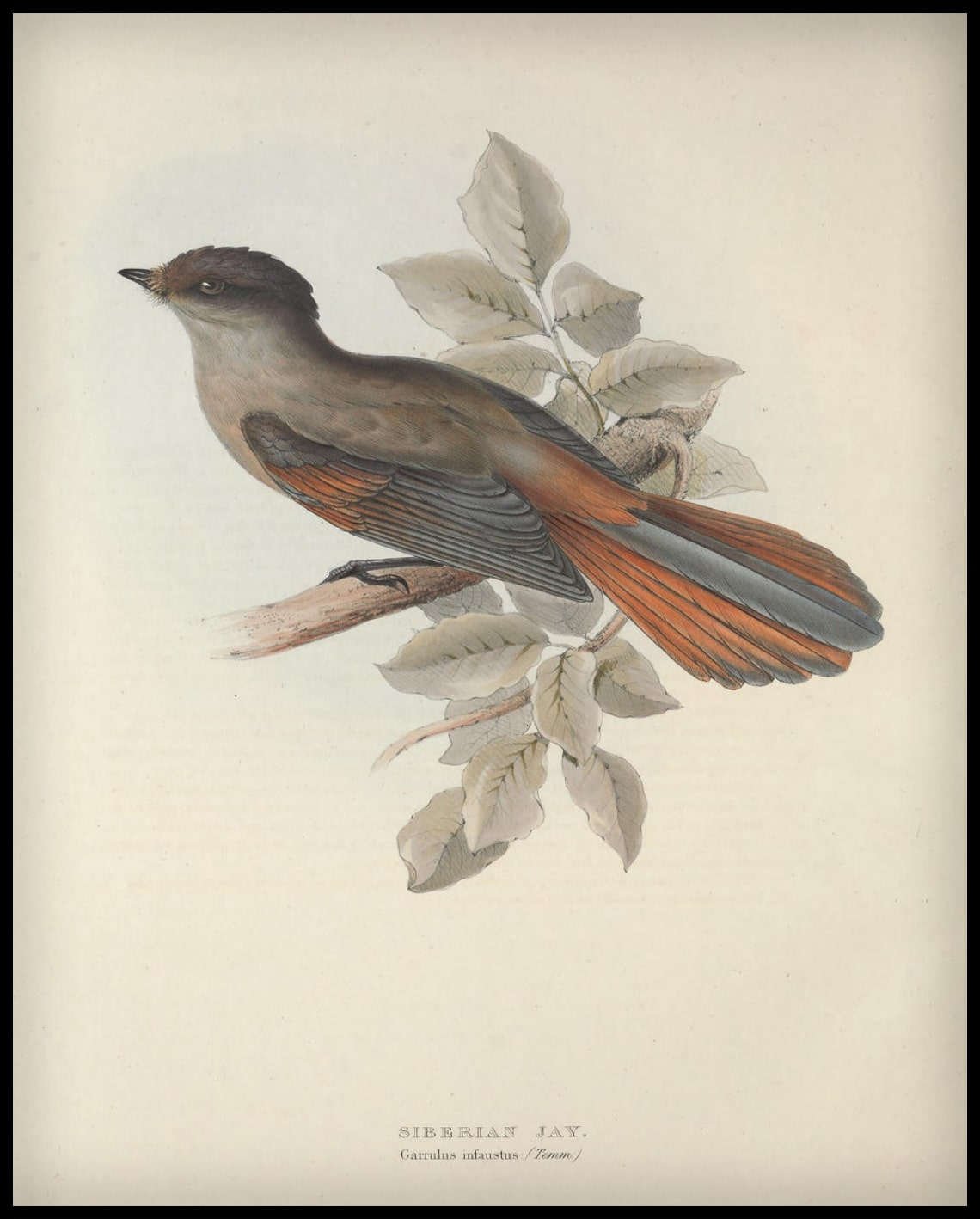 Affiche Garrulus Infaustus