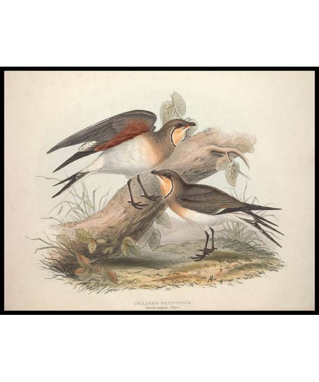 Glareola Torquata Poster